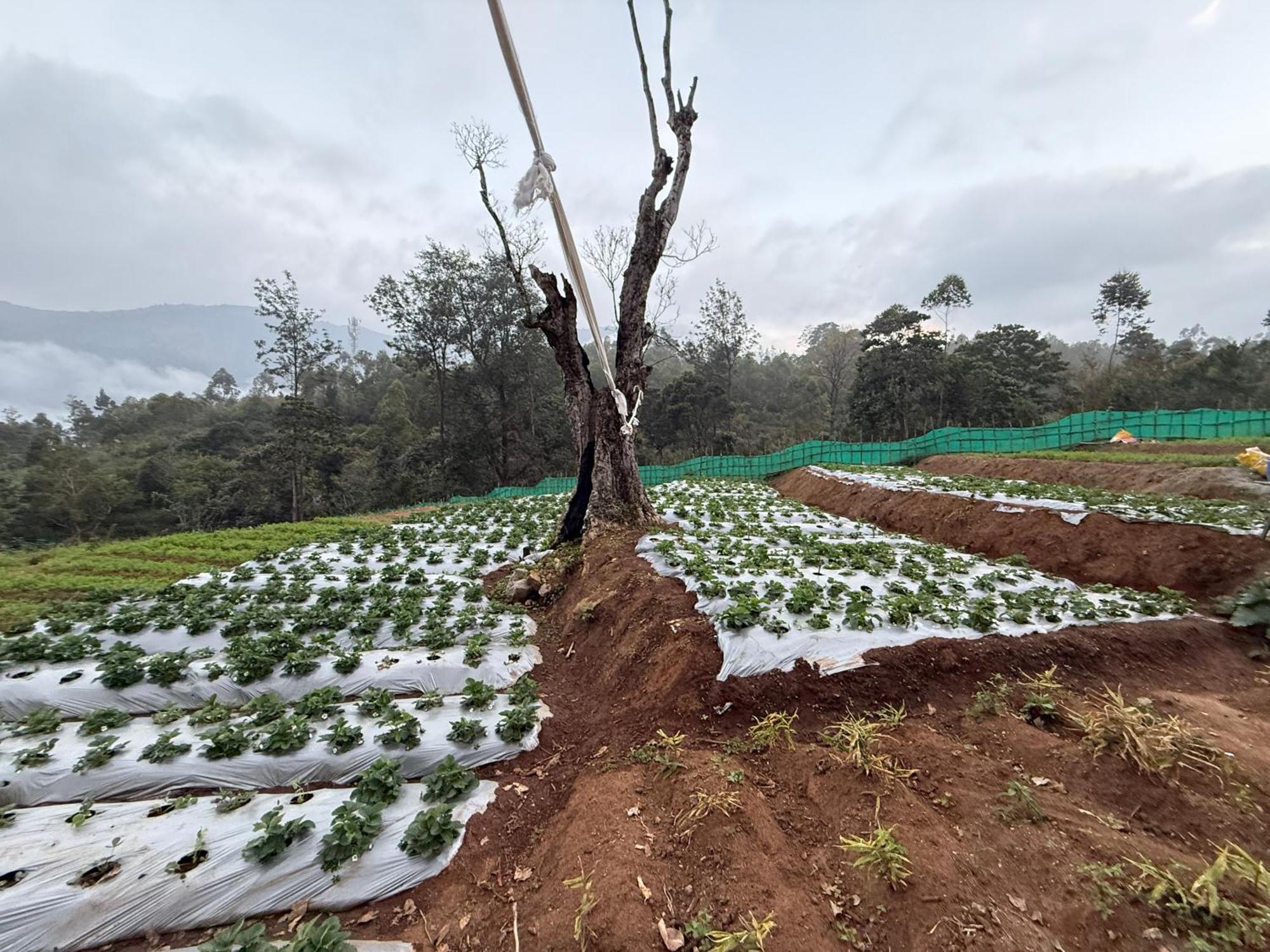 Honey Rock Hotel Kanthalloor Luaran gambar