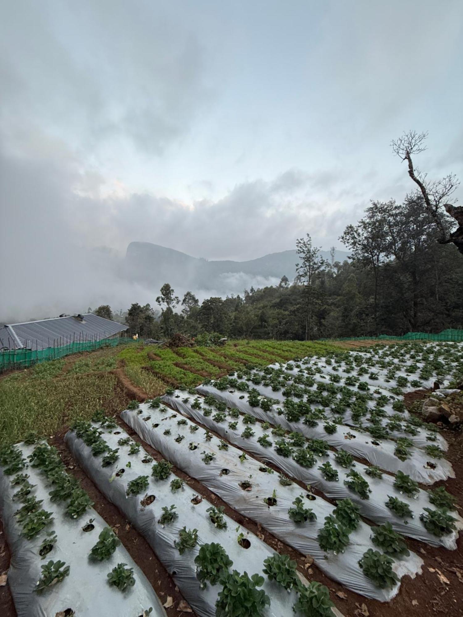 Honey Rock Hotel Kanthalloor Luaran gambar